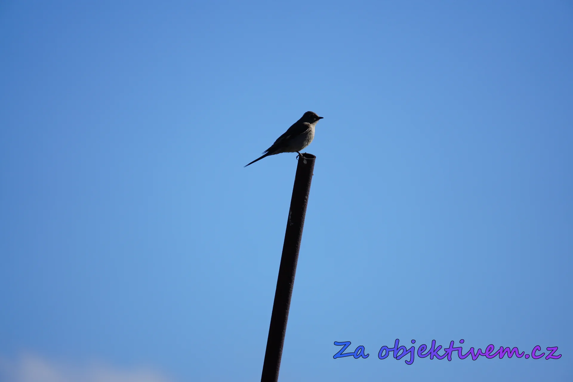 Western flycatcher